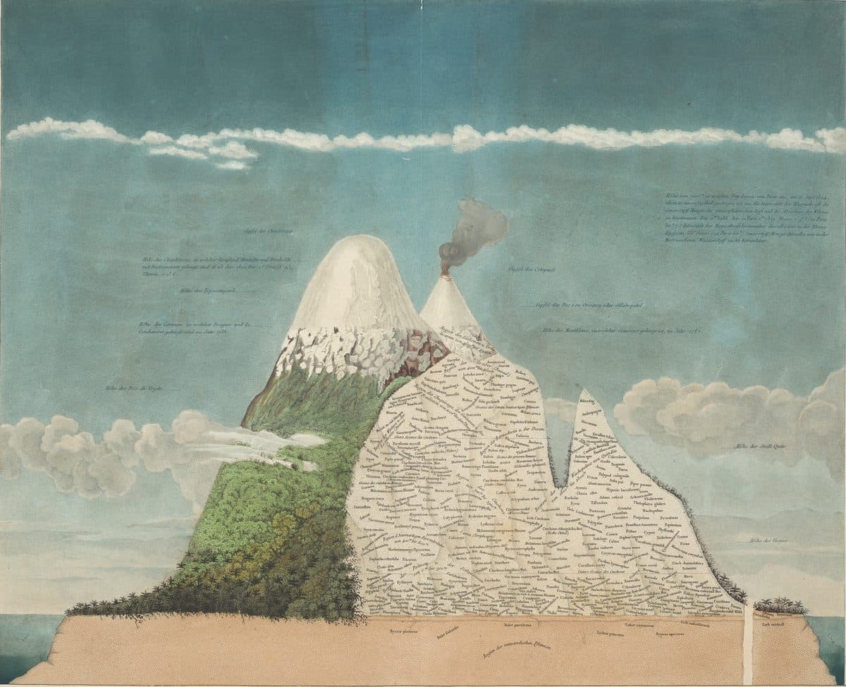 Coupe du Chimborazo, gravée en 1807 : la montagne au centre, et de part et d’autre les plantes rangées par altitude